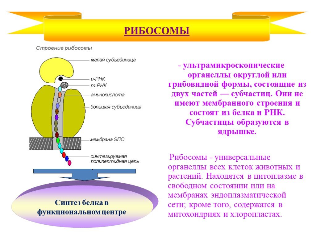 Функция рибосомы в животной клетке. Рибосомы строение и функции. Рибосомы клетки строение и функции. Строение и функции рибосомов. Структура клетки рибосома функция.