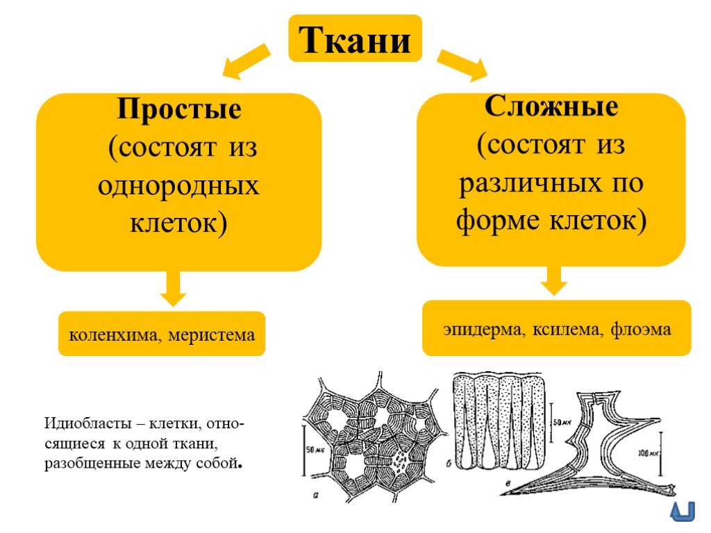 Живой тканью является