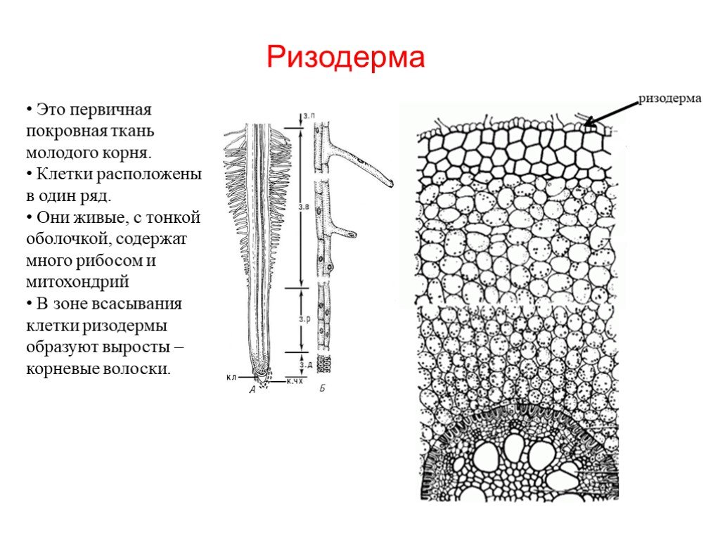Клетки корня образуются из клеток. Покровные ткани растений ризодерма. Ризодерма покровная ткань. Покровная ткань растений корневые волоски. Ризодерма (эпиблема).
