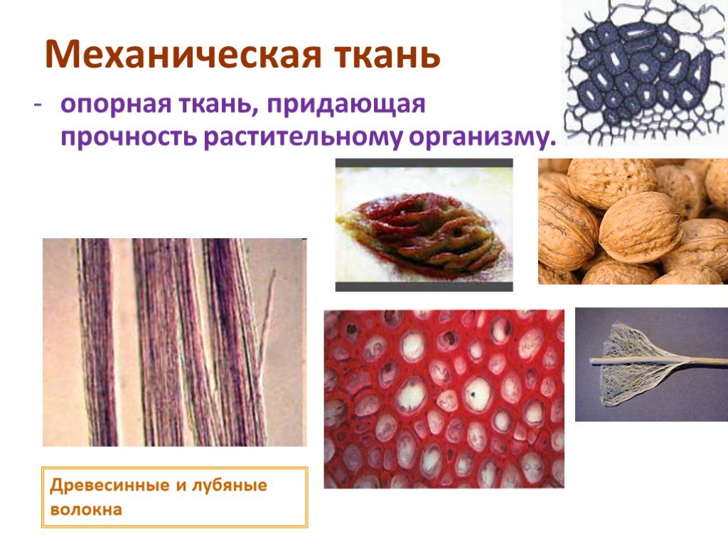 Опорные ткани растений. Механическая ткань у растений это в биологии. Механические ткани лубяные волокна. Ткани 5 класс биология механическая ткань. Механическая ткань волокна строение.