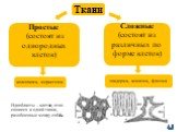 Текст. Идиобласты – клетки, отно- сящиеся к одной ткани, разобщенные между собой. Ткани. Простые (состоят из однородных клеток). Сложные (состоят из различных по форме клеток). коленхима, меристема. эпидерма, ксилема, флоэма