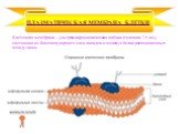 Клеточная мембрана – ультрамикроскопическая плёнка (толщина 7,5 нм), состоящая из бимолекулярного слоя липидов и молекул белка расположенных между ними. ПЛАЗМАТИЧЕСКАЯ МЕМБРАНА КЛЕТКИ