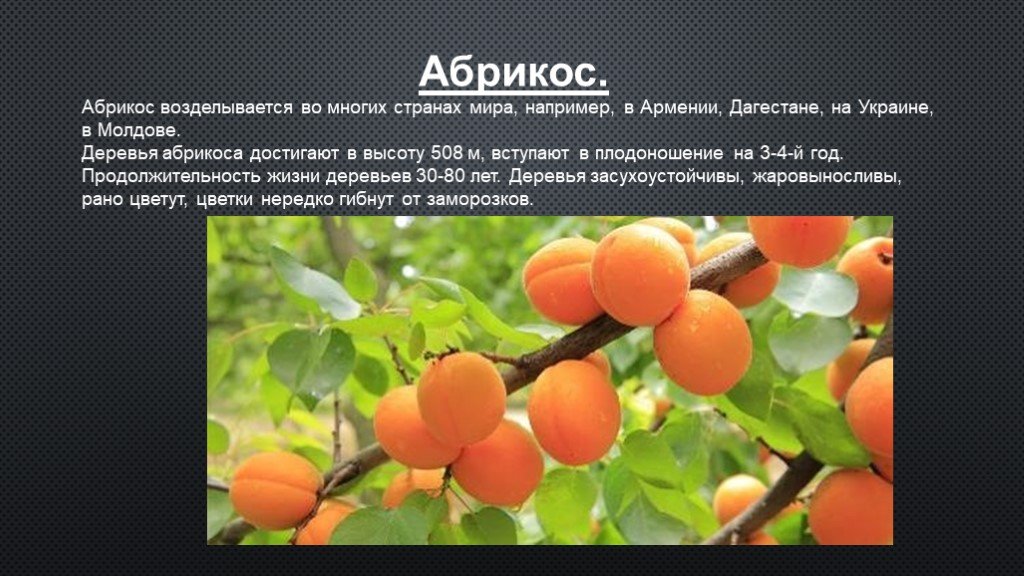 Давать плоды результаты. Абрикос высота дерева. Абрикос описание. Сообщение о абрикосе.