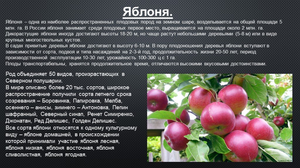 Яблоня относится к растениям. Плодово-ягодные культуры. Доклад плодово-ягодные культуры. Культурное растение яблоня описание. Доклад про яблоню.