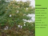 Катальпа бигнониевидная - дерево до 20 м высотой, в местных условиях растет кустообразно до 10 м высотой , зимостоек, но в суровые зимы может сильно подмерзать