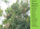 Скумпия или Париковое дерево- род листопадных растений, Ареал рода — умеренные регионы Евразии, восток Северной Америки. Скумпию выращивают как садовое декоративное растение, а также как сырьё для получения жёлтой краски.