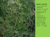 Бузина чёрная– это кустарник или небольшое деревце от 2-х до 8 метров высотой. Произрастает в зонах с умеренным и субтропическим климатом. Всего насчитывается около 40 видов бузины черной, в России – 13 видов.