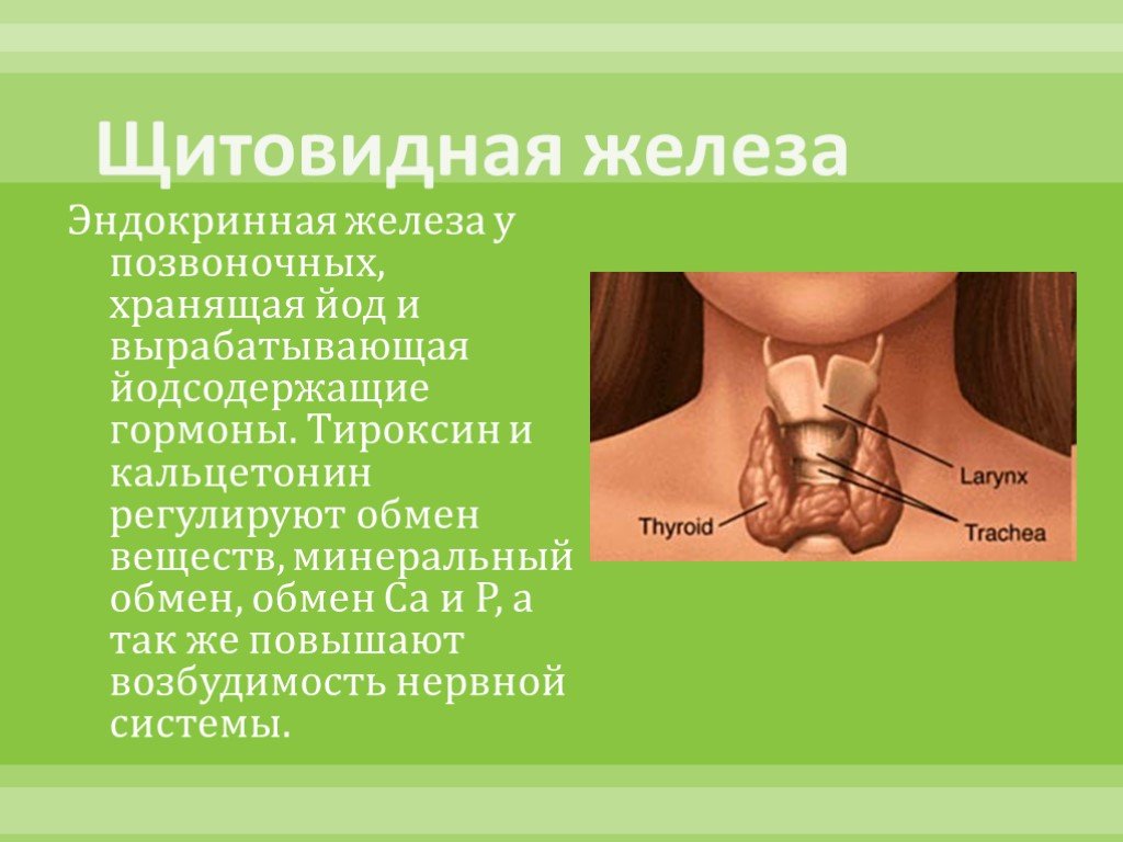 Железа вырабатывающая гормоны. Йодсодержащие гормоны щитовидной железы регулируют. Щитовидная железа эндокринная. Щитовидка железа внутренней секреции. Эндокринная железа щитовидная железа.