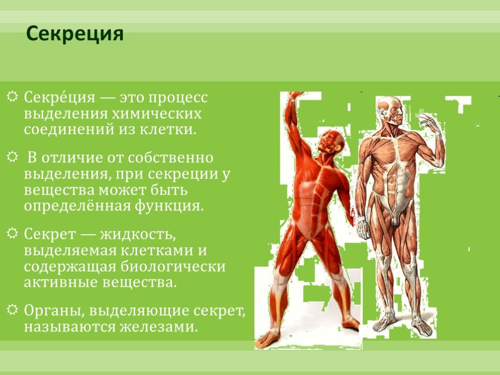 Сообщение по биологии 8. Секреция это процесс выделения. Секрет это в биологии. Секреция это в биологии.