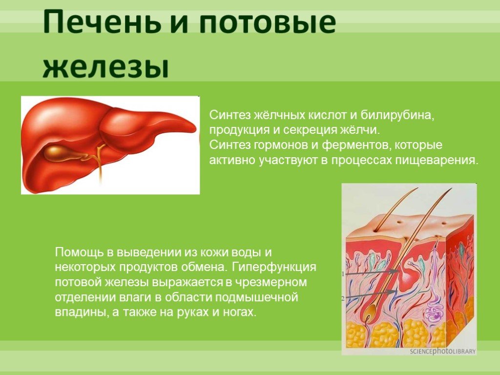 Печень секреция желчи. Потовая железа секреция. Потовые железы вырабатывают гормоны. Гормоны выделяемые потовыми железами.