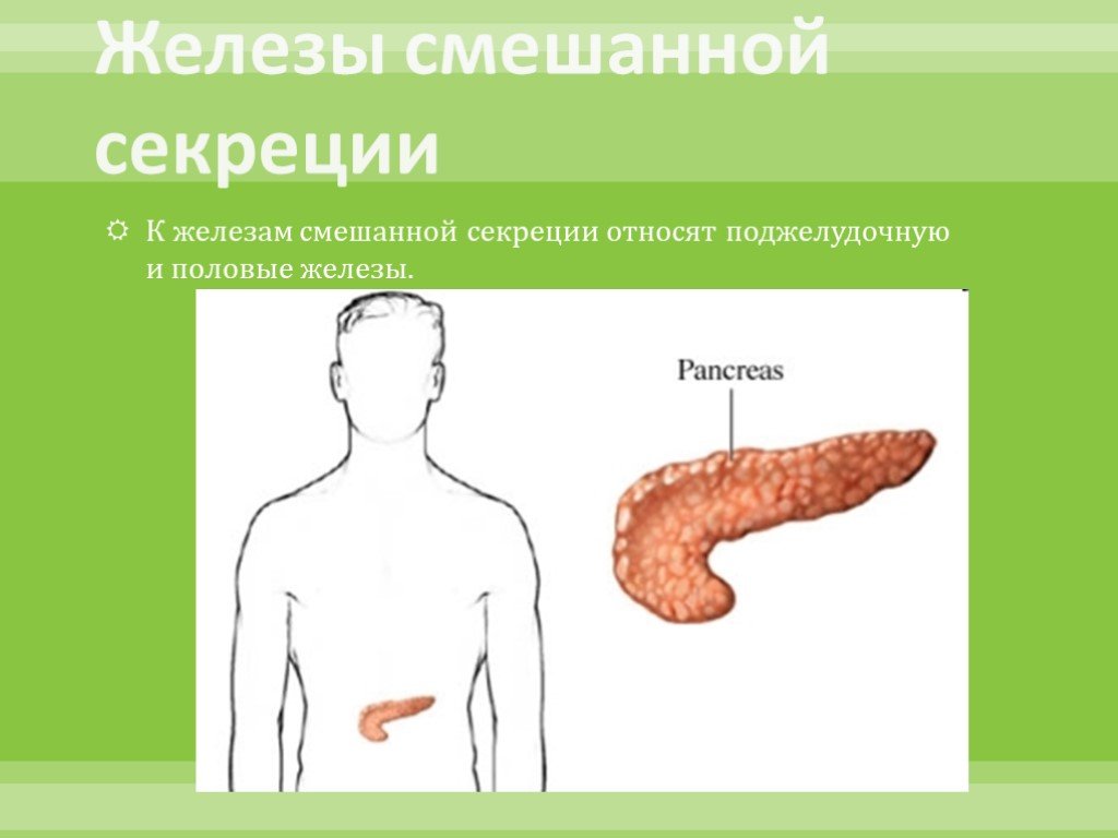 Смешанная железа. Железы смешанной секреции. Железы смешанной секреции относятся. К железам смешанной секреции относят. Поджелудочную железу относят к железам.