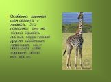 Особенно длинная шея развита у жирафа. Это позволяет ему не только срывать листья, недоступные другим наземным животным, но и обеспечив себе хороший обзор местности.
