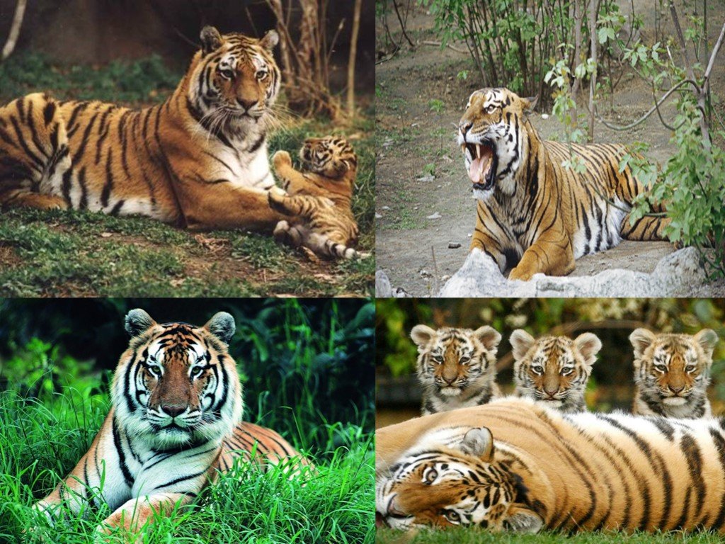 Названия видов тигров. Тигрица разные расцветки. Тигр на грани вымирания. Различия видов тигров. Тигры породы для детей.