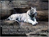 Белые тигры – животные невероятно красивые. Густая, мягкая, белая шерсть с великолепными коричневыми полосами делает этих животных похожими на большие мягкие игрушки. Если б не острые когти и соответствующий хищникам нрав, то их можно было бы назвать большими кошками. Белые тигры в природе встречают