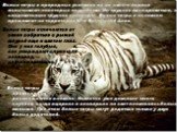 Белые тигры в природных условиях из-за своего окраса испытывают некоторые неудобства. Им труднее маскироваться, а следовательно труднее охотиться. Белые тигры в основном проживают на территории Юго-Восточной Азии. Белые тигры превосходно размножаются в неволе. Известно уже довольно много случаев, ко