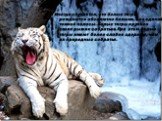 Иногда случается, что белые тигры рождаются абсолютно белыми, без единой темной полосы. Белые тигры крупнее своих рыжих собратьев. При этом белые тигры имеют более слабое здоровье, чем их природные собратья.