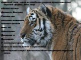 Амурский тигр - один из наиболее редких представителей мировой фауны. Этот тигр обитает на юге Дальнего Востока России, где проходит северная граница ареала вида, на территории Приморья и Приамурья. В настоящее время только на Сихотэ-Алине сохранилась единственная в мире жизнеспособная популяция аму