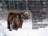 Из пяти ныне существующих подвидов тигра амурский по своим размерам является самым крупным. Зимний мех у него, в отличие от других форм, очень густой и длинный, относительно светлой окраски. Амурский тигр - обитатель горных районов, покрытых широколиственными и кедрово-широколиственными лесами. Мест