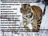 Природные условия местообитаний тигра на Сихотэ-Алине исключительно суровы. Зимой температура воздуха в отдельные периоды падает до -40, а летом поднимается до +35-37. На большей части местообитаний высота снежного покрова во второй половине зимы обычна в пределах 30-60 см. Степень адаптации хищника