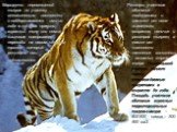 Маршруты перемещений тигров по участку относительно постоянны и поддерживаются ими из года в год. Как правило, взрослый тигр или семья хищников совершают переходы по своим старым тропам, которые регулярно ими подновляются. Размеры участков обитания неодинаковы и зависят от пола животного, возраста, 