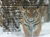Тигры ведут одиночный образ жизни. Исключение составляют самки, сопровождаемые выводком тигрят, или период гона. Индивидуальные участки взрослых однополых особей не перекрываются или могут перекрываться частично (у самцов). На участке обитания взрослого самца могут располагаться индивидуальные участ