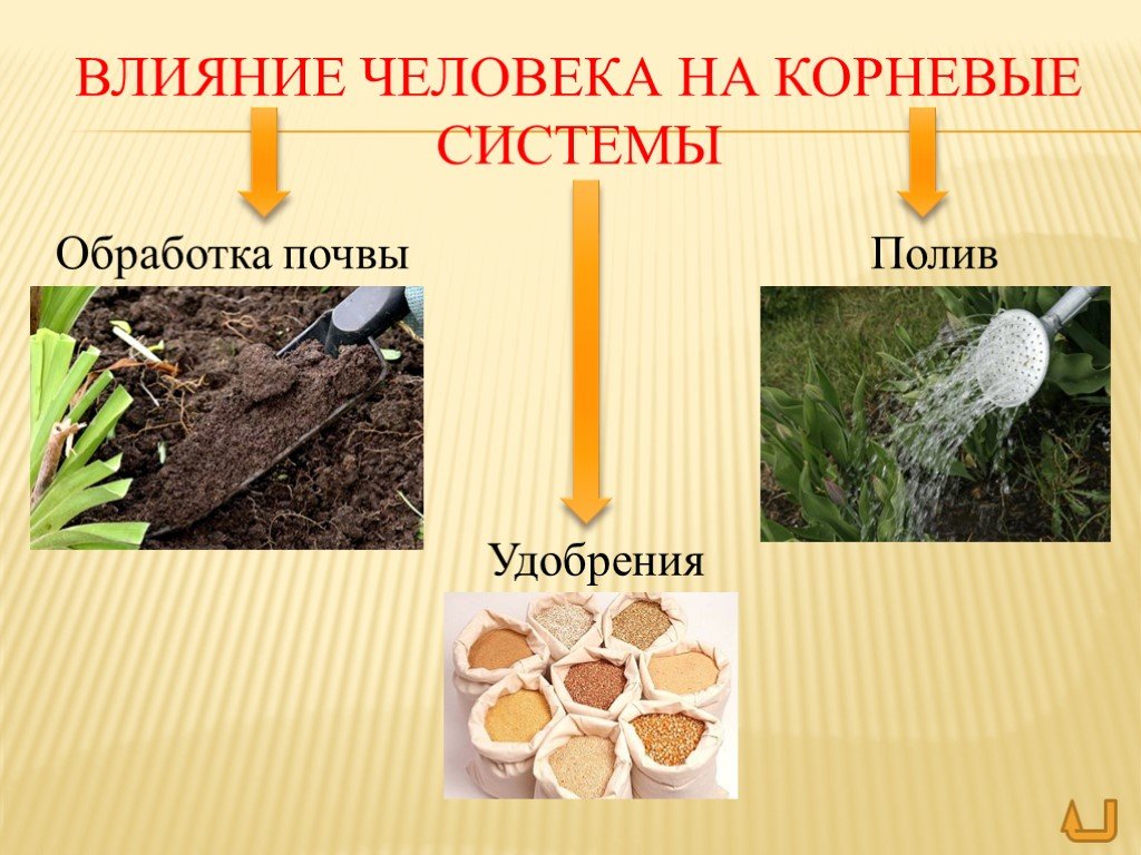 Влияния почв на растительность. Влияние человека на корневые системы. Влияние человека на корневые системы растений. Воздействие человека на корневые системы культурных растений. Воздействие человека на растения.