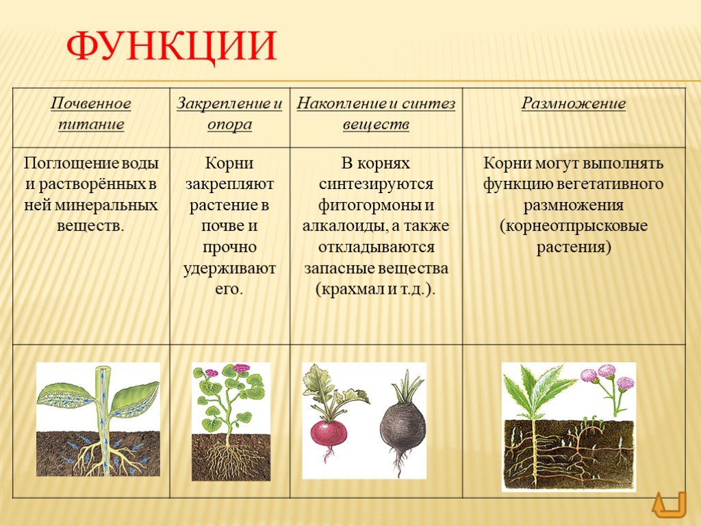 Основные функции органов растения. Функция корня у растений биология 6. Функции корня растений 6 класс биология.