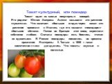 Томат культурный, или помидор Томат- один из самых популярных овощей. Его родина- Южная Америка. Ацтеки называли это растение «тумантла». Что означает «большая ягода».через океан это растение привезли в Италию, где его назвали «помидоро»- «большое яблоко». Потом во Франции этот овощ окрестили «яблок