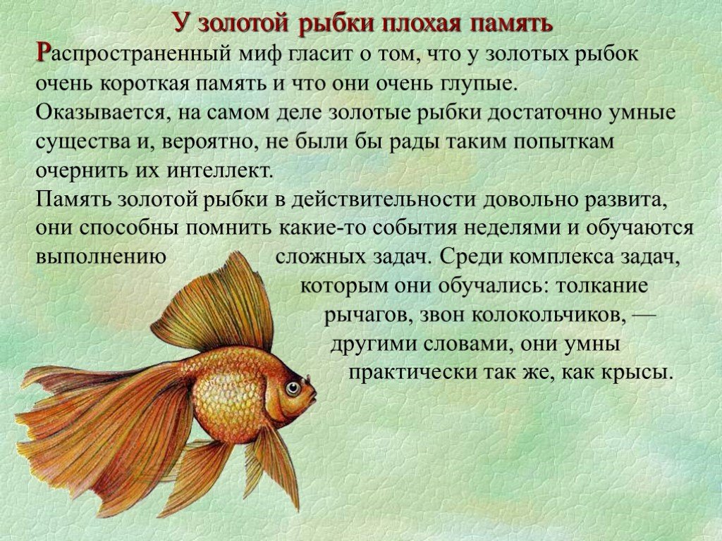 Какая рыба плохая. Память у рыб. У рыб самая короткая память. Золотая рыбка память 3 секунды. Память у рыб 3 секунды.
