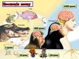 Еволюція мозку