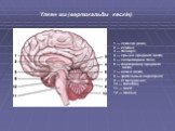 1 — сүйелді дене; 2 — күмбез; 3 — таламус; 4 — крыша среднего мозга; 5 — сосцевидное тело; 6 — водопровод среднего мозга; 7 — ножка мозга; 8 — зрительный перекрест; 9 — IV желудочек; 10 — гипофиз; 11 — мост; 12 — мишық. Үлкен ми (вертикальды кескін)