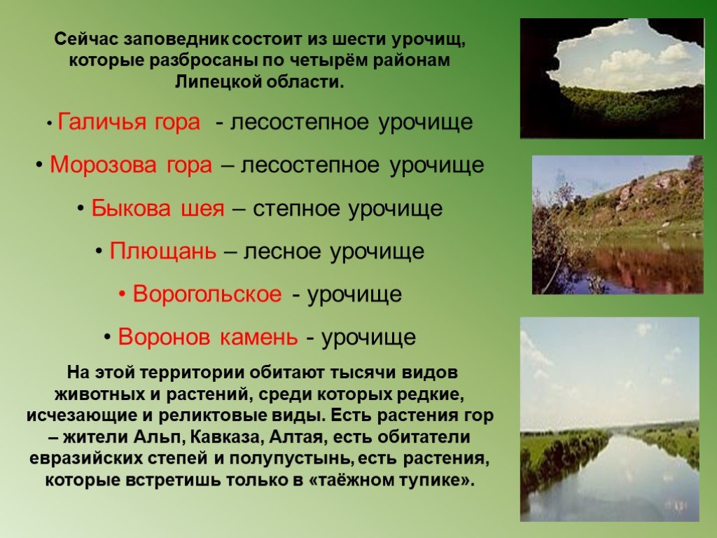 Особенности заповедника. Урочище Галичья гора. Заповедник Галичья гора в Липецкой области. Растения заповедника Галичья гора. Рассказ о заповеднике Галичья гора.