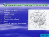 Организация головного мозга: Мозолистое тело Таламус Средний мозг Мозжечок Продолговатый мозг Мост Полость третьего желудочка Гипоталамус