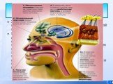 У позвоночных органом обоняния является обонятельный эпителий, расположенный в носовой полости на верхней носовой раковине. Вещества, попадающие на поверхности специализированных рецепторов — клеток обонятельного эпителия, вызывают их возбуждение. Нервные импульсы по обонятельным нервам поступают в 