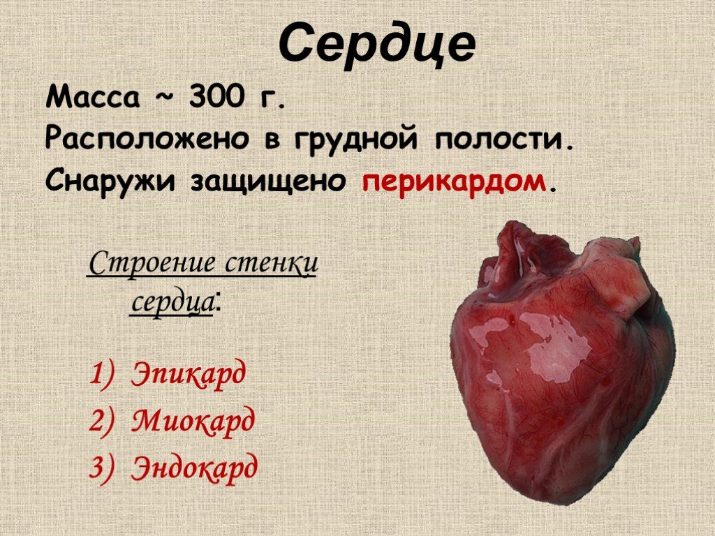 Сердце вопросы 8 класс. Доклад про сердце. Интересные факты о строении и работе сердца. Интересные факты о сердце. Интересные факты о сердце человека.