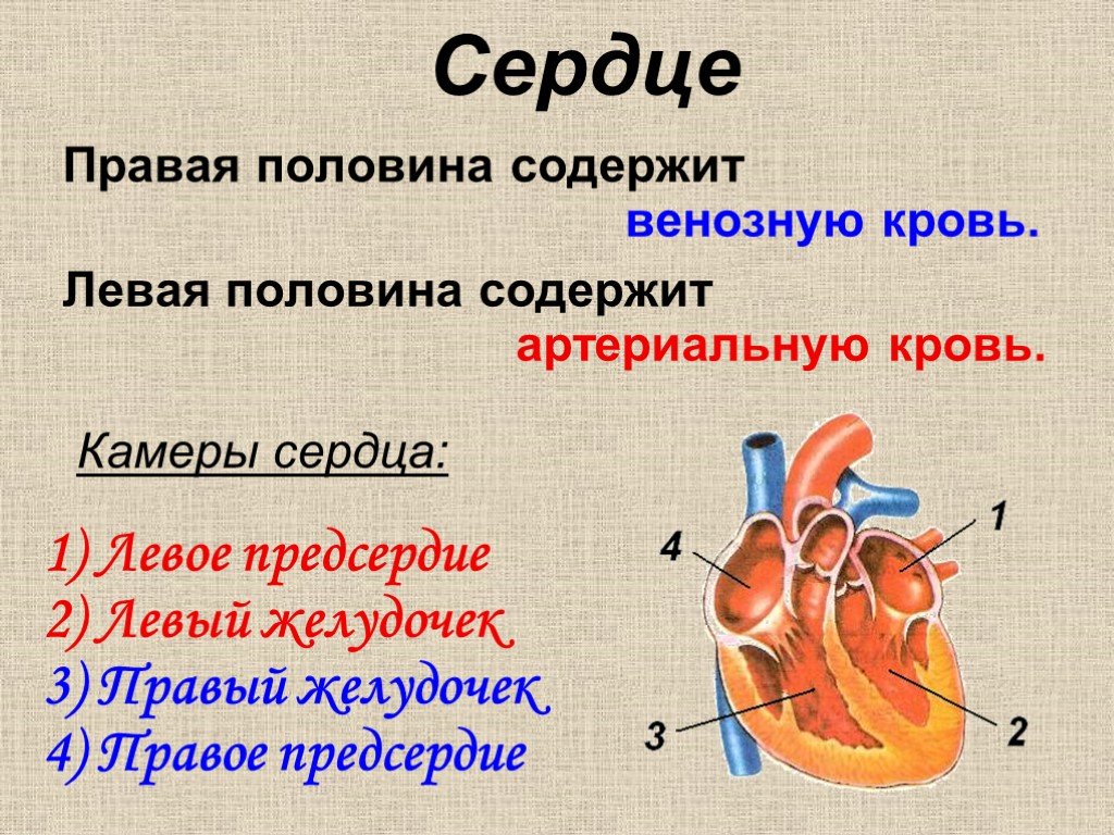 Строение сердца презентация