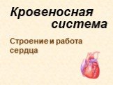 Кровеносная система. Строение и работа сердца