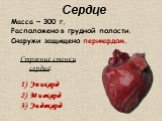 Сердце. Строение стенки сердца: Эпикард Миокард Эндокард. Масса ~ 300 г. Расположено в грудной полости. Снаружи защищено перикардом.