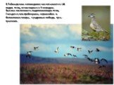 В Таймырском заповеднике насчитывается 116 видов птиц, относящихся к 9 отрядам. Высока численность водоплавающих птиц. Гнездятся гага-гребенушка, чернозобая и белоклювая гагары, тундровые лебеди, гусь-гуменник.