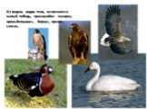 Из редких видов птиц встречаются малый лебедь, краснозобая казарка, орлан-белохвост, беркут, кречет, сапсан.