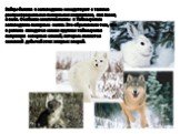 Зайцы-беляки в заповеднике соседствуют с такими распространенными полярными хищниками, как песец и волк. Особенно многочисленны в Таймырском заповеднике полярные волки. Это обусловлено тем, что в регионе находится самая крупная таймырская популяция северных оленей, которые являются основной добычей 
