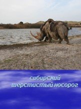 сибирский шерстистый носорог