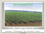 На Черноморском побережье издавна занимались виноградарством и виноделием. В Краснодарском крае расположены основные плантации российского винограда (42%). ВИНОГРАДАРСТВО