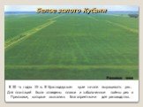 В 30 –х годах XX в. В Краснодарском крае начали выращивать рис. Для плантаций были отведены плавни и заболоченные поймы рек в Приазовье, которые оказались благоприятными для рисоводства. Белое золото Кубани. Рисовые чеки