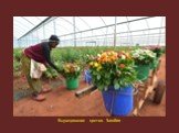 Выращивание цветов. Замбия