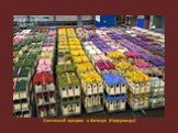 Цветочный аукцион в Алсмере (Нидерланды)