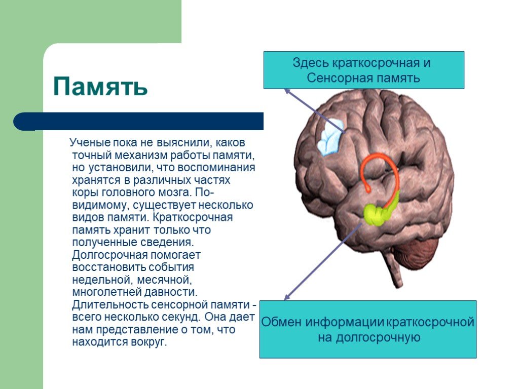 Память в каком отделе мозга. Структуры отвечающие за память. Отдел памяти в мозге. Память в головном мозге. Отделы памяти в головном мозге.