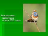 Знакомьтесь, варакушка – птица 2012 года