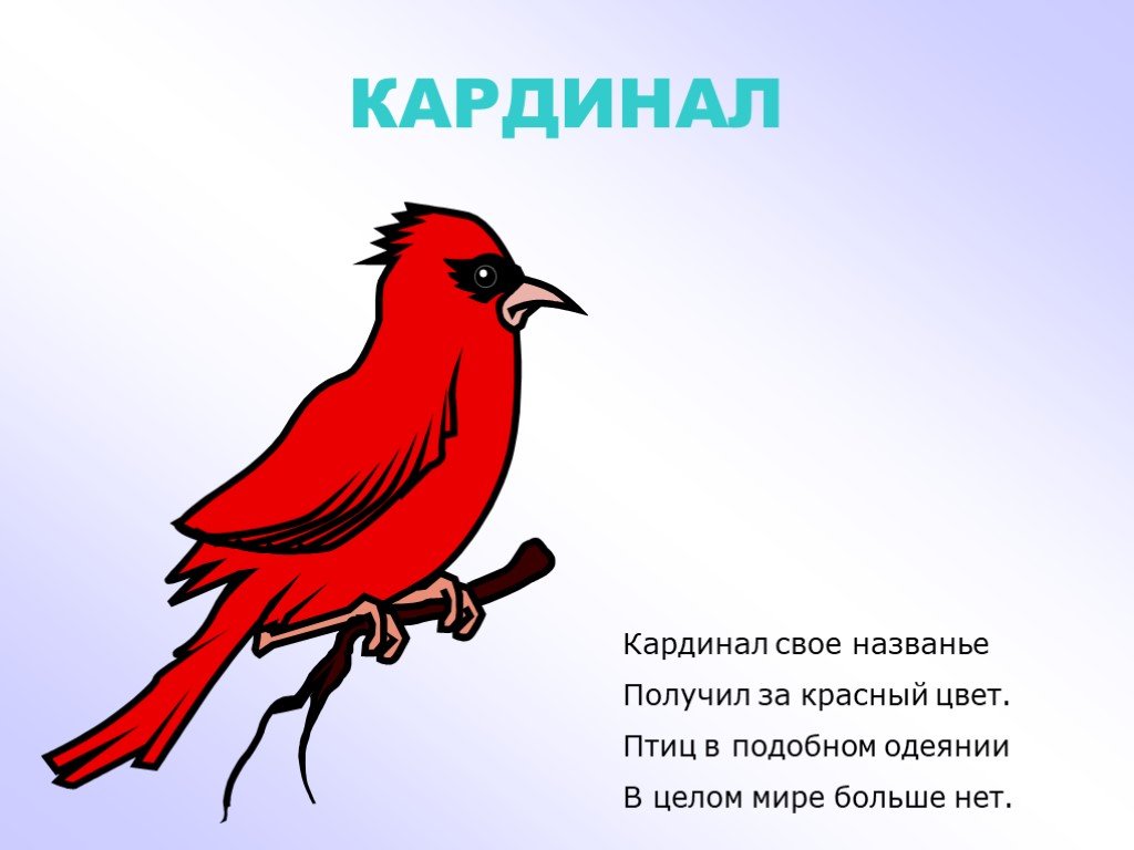 Стихотворение красный цвет. Красные стихи. Стихи про птиц для детей. Стихотворение про красный цвет. Стихотворение про красный цвет для детей.