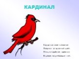 КАРДИНАЛ. Кардинал свое названье Получил за красный цвет. Птиц в подобном одеянии В целом мире больше нет.